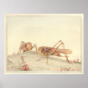 THE WHITE-FACED DECTICUS Insect Book Illustration Poster