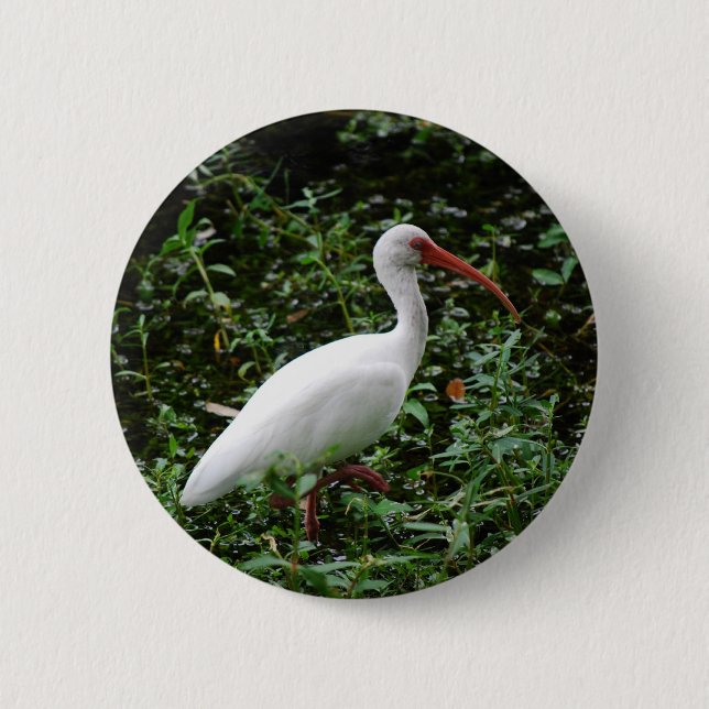 The White Ibis... 6 Cm Round Badge (Front)