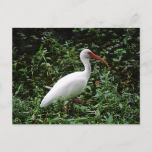 The White Ibis... Postcard