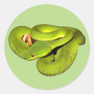 The white-lipped pit viper classic round sticker