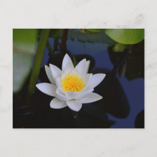 The White Lotus Card