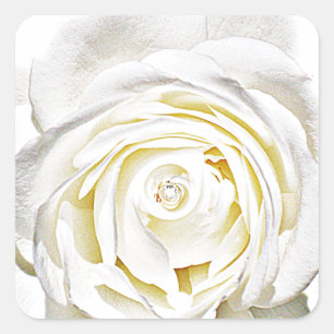 The White Rose of Love_ Square Sticker
