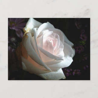 The White Rose - Postcard