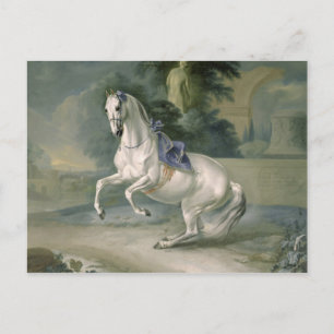 The White Stallion 'Leal' en levade, 1721 Postcard