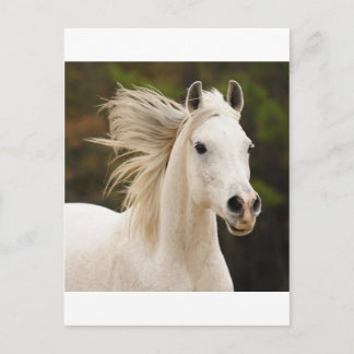 The White Stallion Postcard