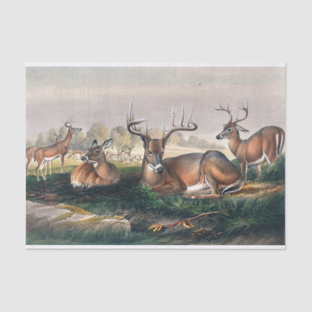 The White-Tailed by Joseph Wolf Tissue Paper (Front)