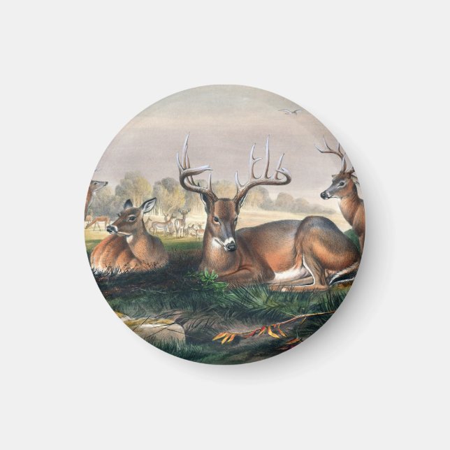 The White-Tailed Deer by Joseph Wolf  Magnet (Front)