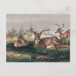 The White-Tailed Deer by Joseph Wolf Postcard