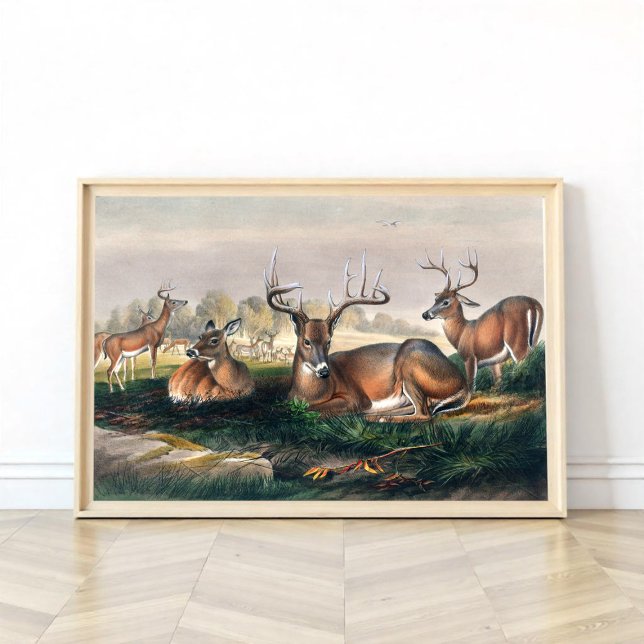 The White-Tailed Deer by Joseph Wolf  Poster (Creator Uploaded)