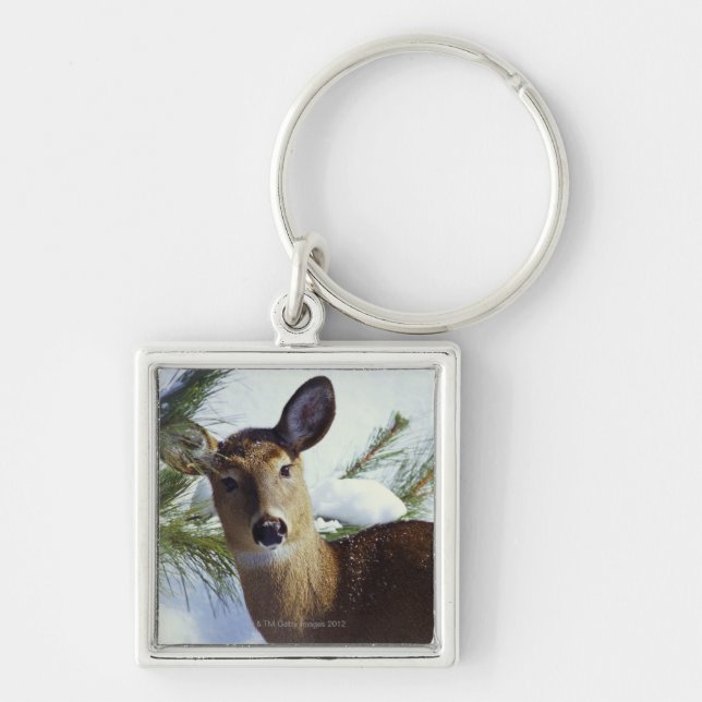 The White-tailed deer (Odocoileus virginianus), Key Ring (Front)