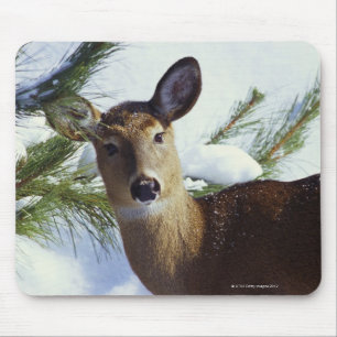 The White-tailed deer (Odocoileus virginianus), Mouse Mat