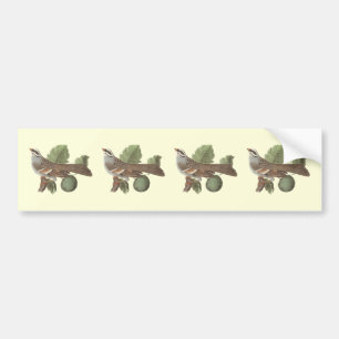 The White-throated Sparrow: Fringilla pensylvanica Bumper Sticker