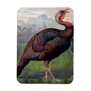 The Wild American Turkey Cock, illustration from ' Magnet