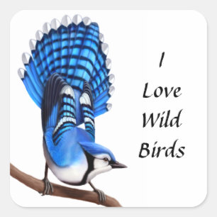 The Wild Blue Jay Bird Sticker