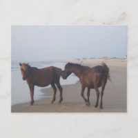The Wild Horses of Carova Beach