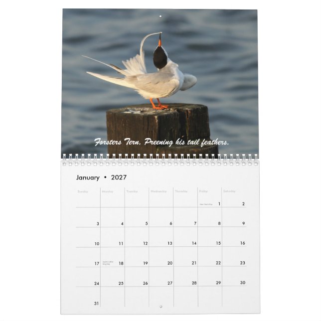The Wild World of Terns and Gulls Calendar (Jan 2027)
