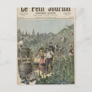 The Wine Harvest Postcard