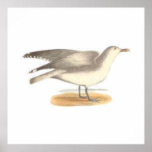 The Winter Gull (Larus argentatus) Poster