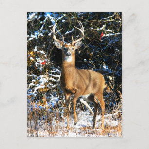 "The Winter Prince"  Postcard