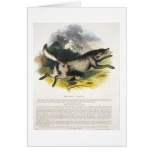 The Wolf (Canis lupus) educational illustration pu