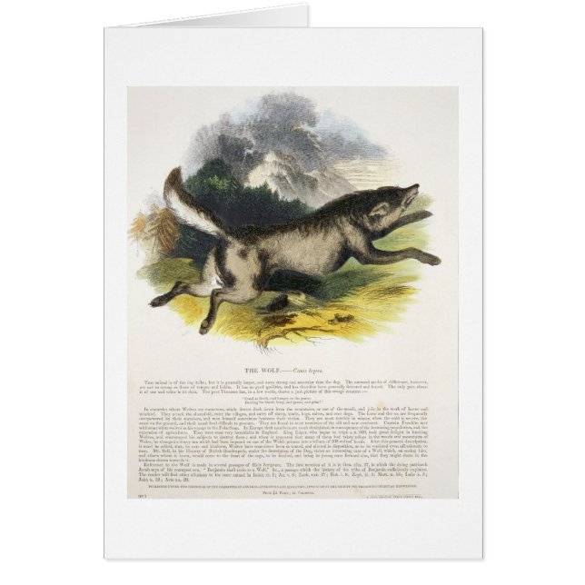 The Wolf (Canis lupus) educational illustration pu (Front)