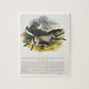 The Wolf (Canis lupus) educational illustration pu Jigsaw Puzzle