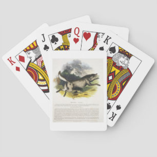 The Wolf (Canis lupus) educational illustration pu Playing Cards