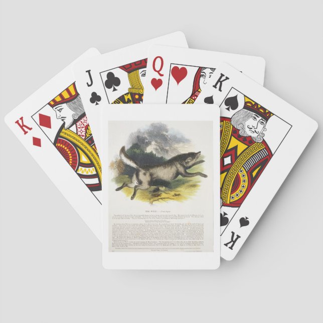 The Wolf (Canis lupus) educational illustration pu Playing Cards (Back)