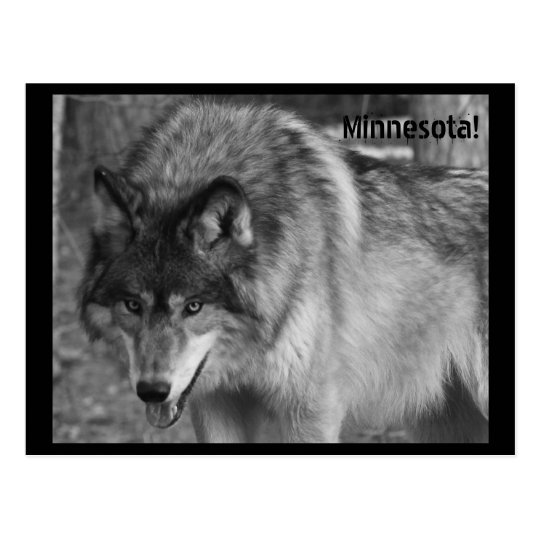 The Wolves of Minnesota! Postcard
