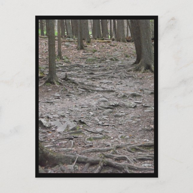 the Woods ~ 29 Postcard (Front)