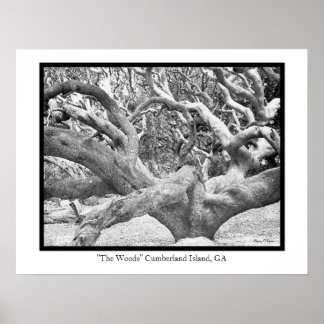 "The Woods" Cumberland Island, GA Poster