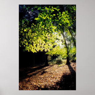 The Woods in Spring Poster