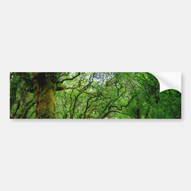 The woods outside of Palas de Rey  Bumper Sticker (Front)