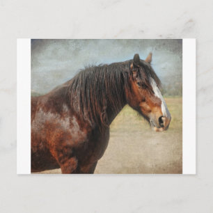 The working horse postcard