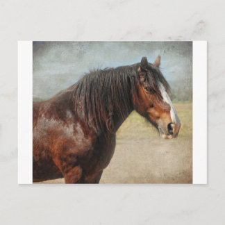 The working horse postcard