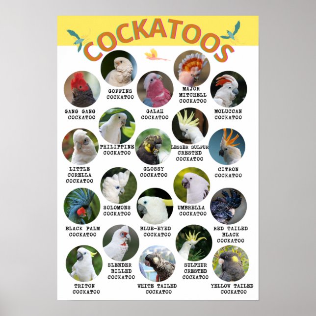 The World of Cockatoos - Printable Poster - B2 and (Front)