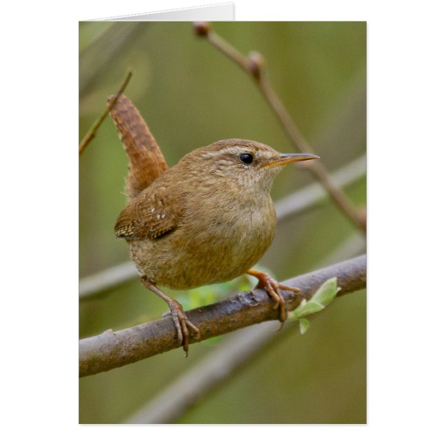 The Wren (Front)
