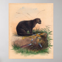 The Yaguarundi Cat by Joseph Wolf
