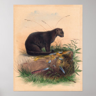 The Yaguarundi Cat by Joseph Wolf Poster