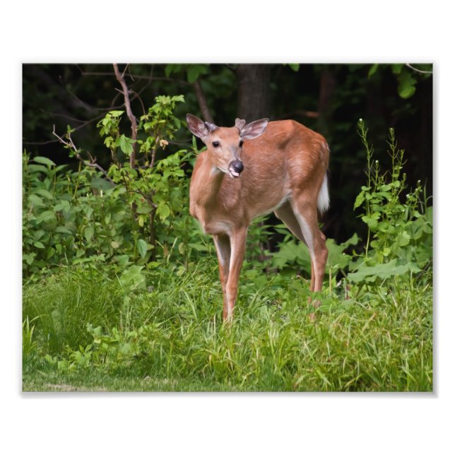 The Yearling Photo Print (Front)