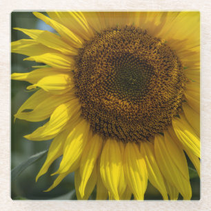 The Yellow Sunflower Glass Coaster