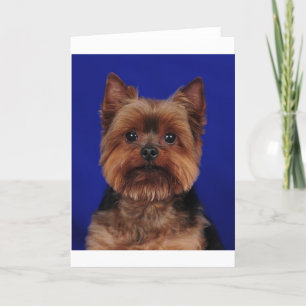 The Yorkie Card