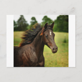 The young Arabian Postcard