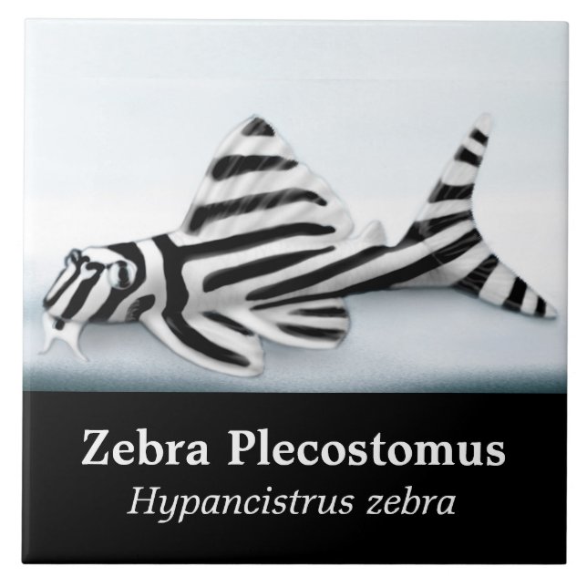 The Zebra Plecostomus Fish Tile (Front)