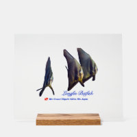 Thee Cute Longfin Batfish Beverage Coaster