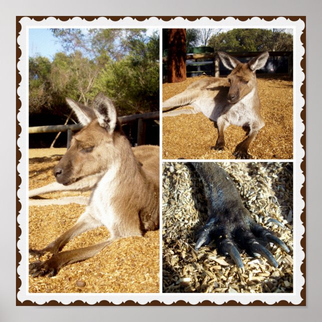 Thee Kangaroo Picture Collage, Poster (Front)