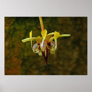 Theobroma Cacao Tree Flower Poster