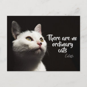 There Are No Ordinary Cats / Cat Photo Postcard