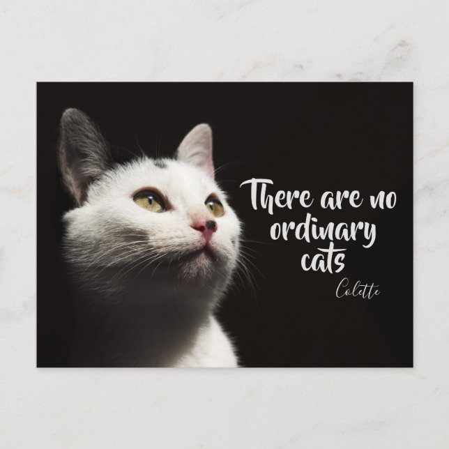 There Are No Ordinary Cats / Cat Photo Postcard (Front)