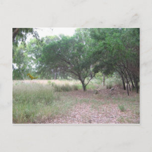 There's a dinosaur in the forest... postcard